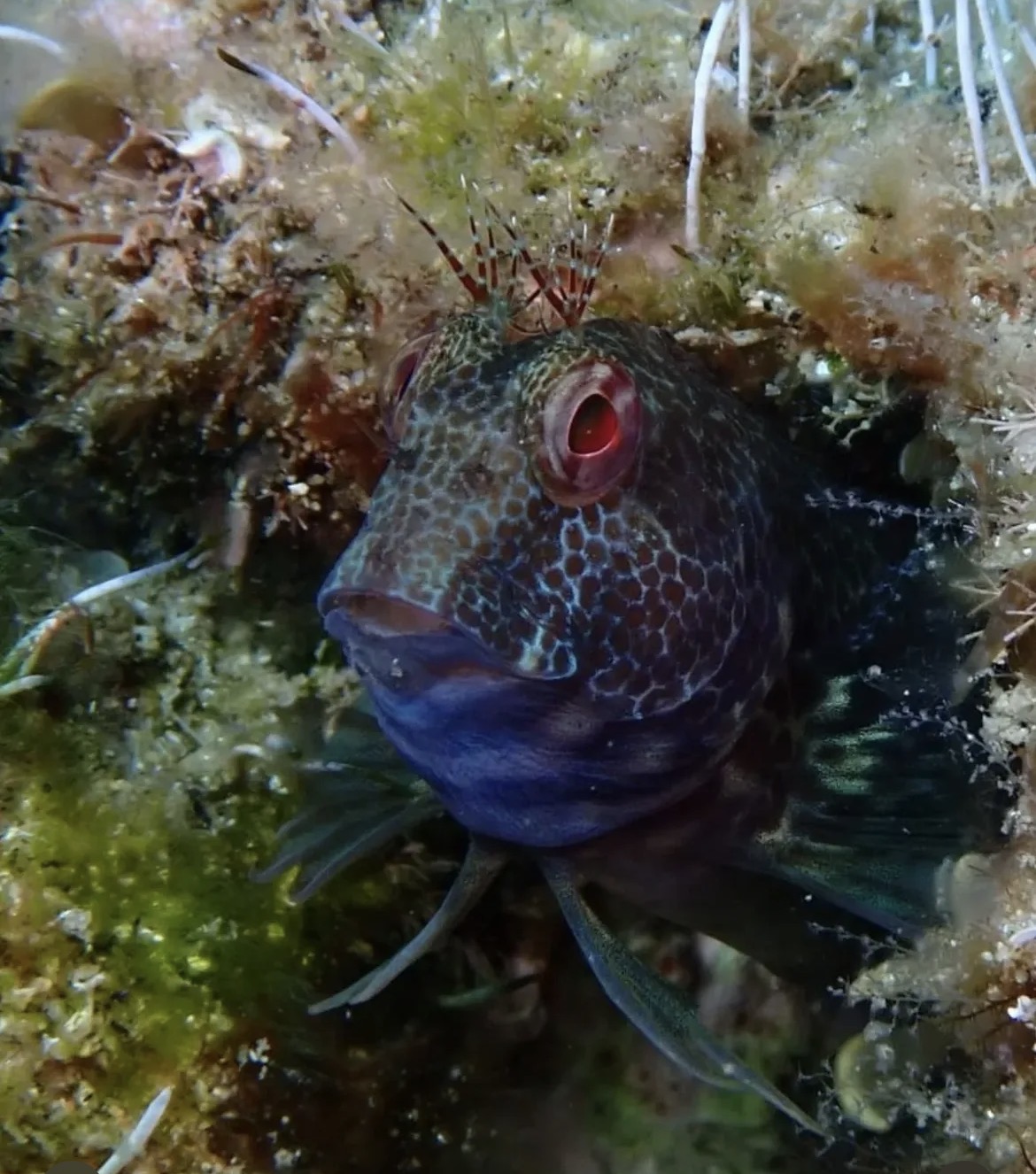 Buceo Lloret